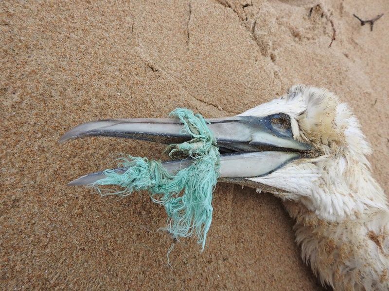 La basuraleza marina, un problema que afecta a la biodiversidad